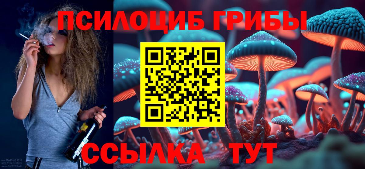 Сунжа  Псилоцибиновые грибы Cubensis  Вход с VPN 